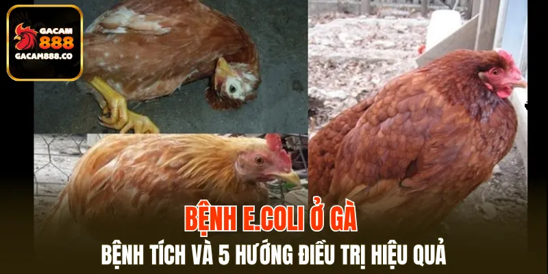 Bệnh E.Coli Ở Gà