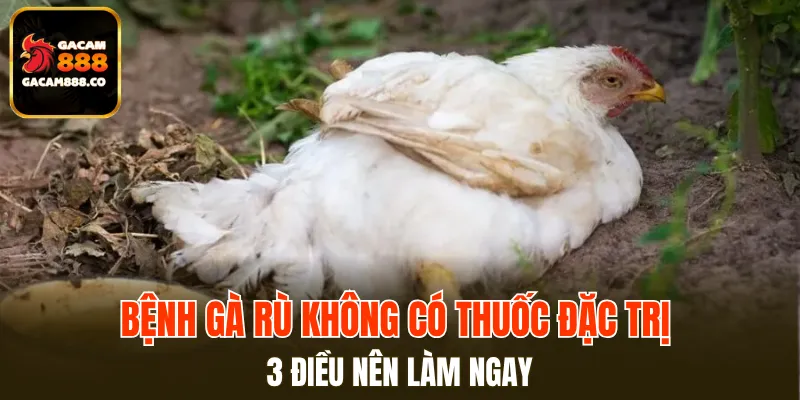 Bệnh Gà Rù