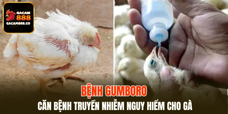 Bệnh Gumboro