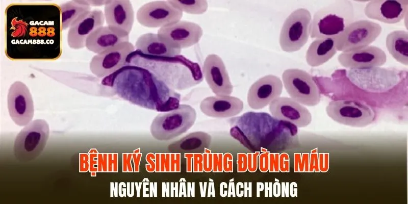 Bệnh Ký Sinh Trùng Đường Máu