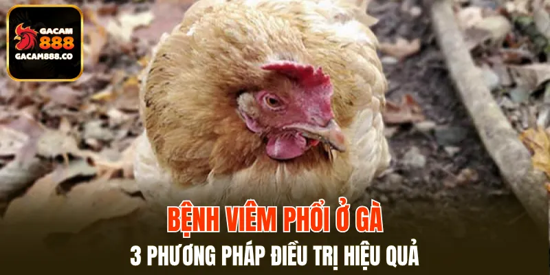 Bệnh Viêm Phổi Ở Gà