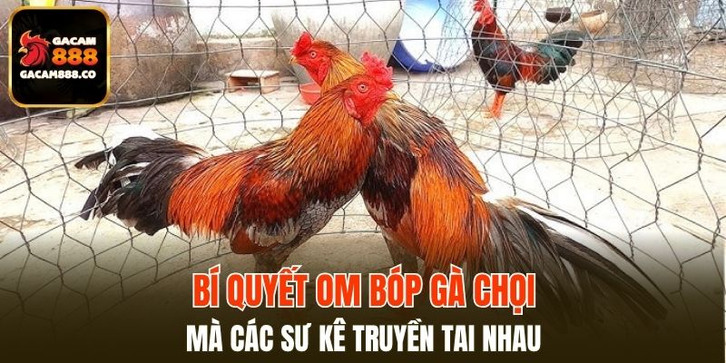 Bí Quyết Om Bóp Gà Chọi