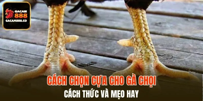 Cách Chọn Cựa Cho Gà Chọi