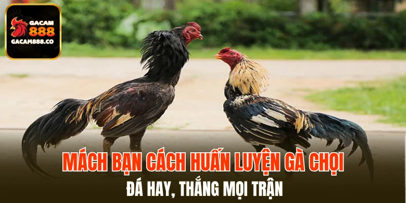 Cách Huấn Luyện Gà Chọi