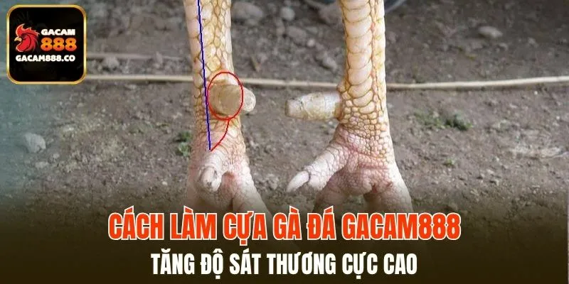 Cách Làm Cựa Gà Đá