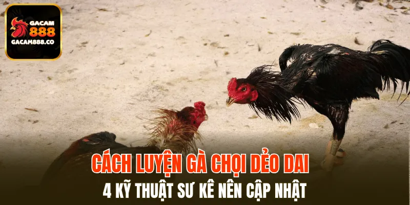 Cách Luyện Gà Chọi Dẻo Dai