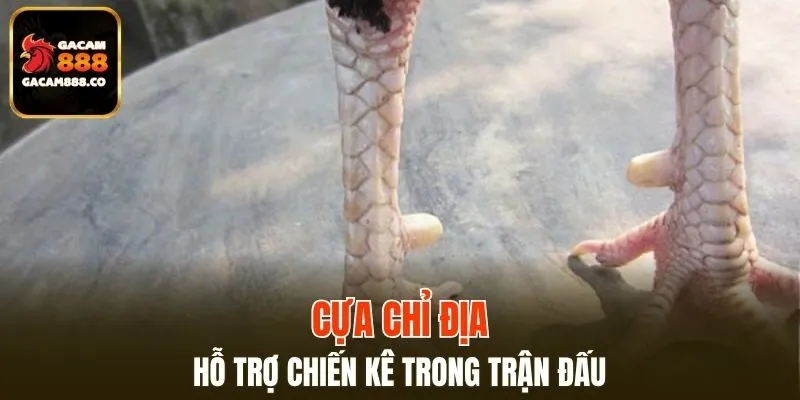 Cựa Chỉ Địa
