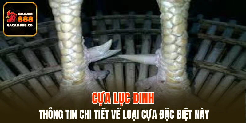 Cựa Lục Đinh