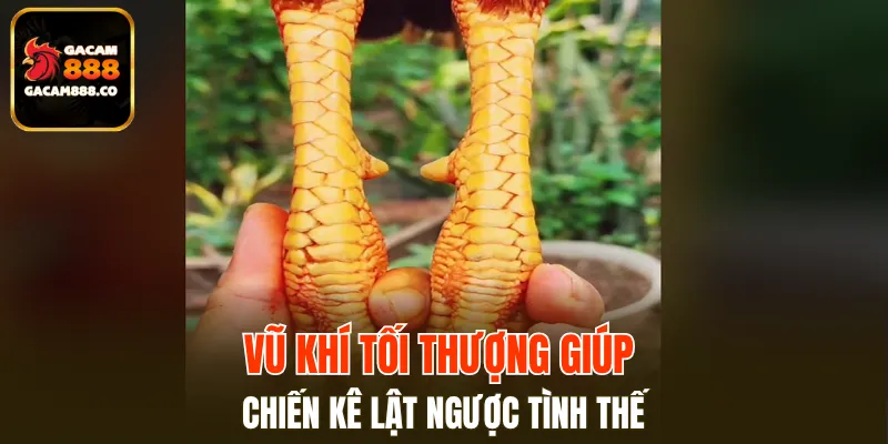 Cựa Sắt