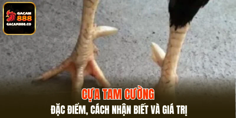 Cựa Tam Cường