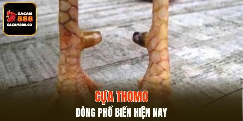 Cựa Thomo