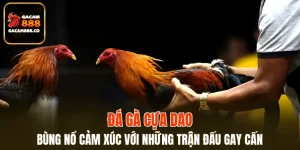 Đá Gà Cựa Dao