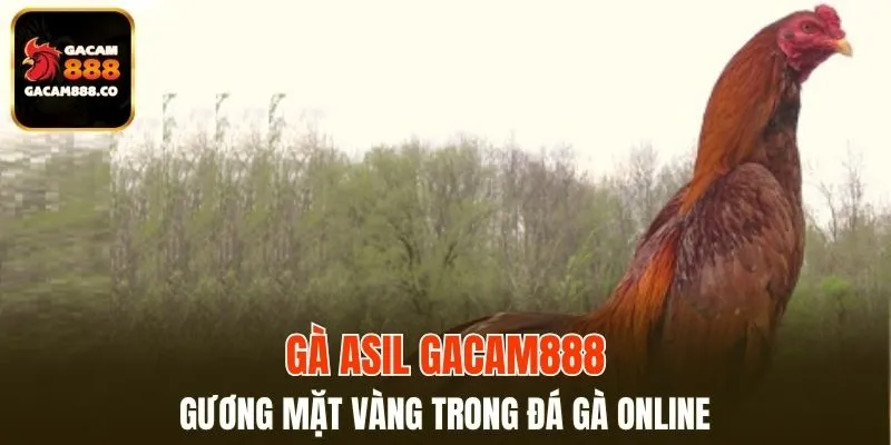 Gà Asil