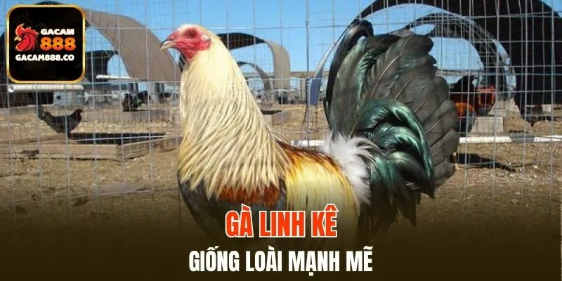 Gà Linh Kê