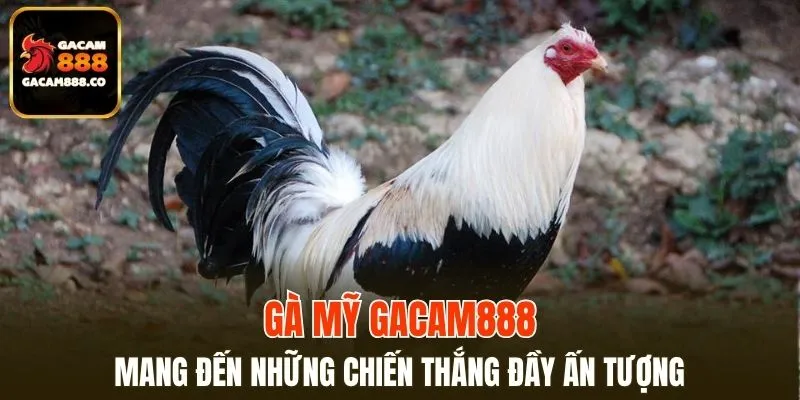 Gà Mỹ