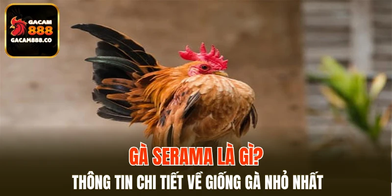 Gà Serama