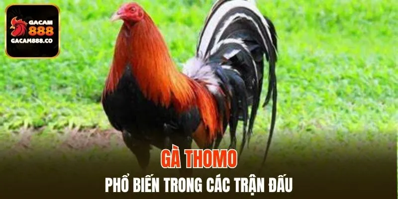 Gà Thomo