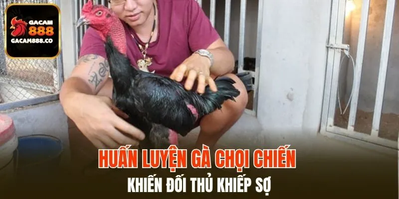 Huấn Luyện Gà Chọi Chiến