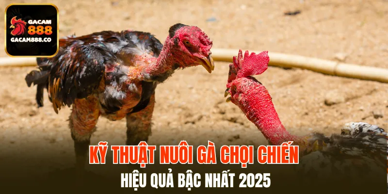 Kỹ Thuật Nuôi Gà Chọi Chiến