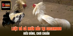 Luật Đá Gà Miền Bắc