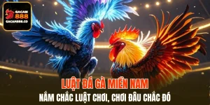 Luật Đá Gà Miền Nam