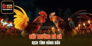 Sảnh Cockfight Arena