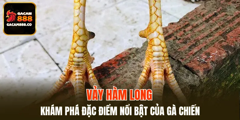 Vảy Hàm Long