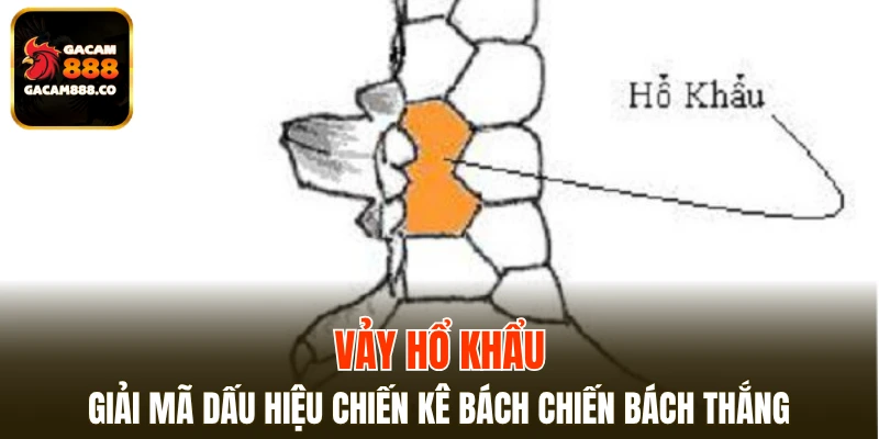Vảy Hổ Khẩu