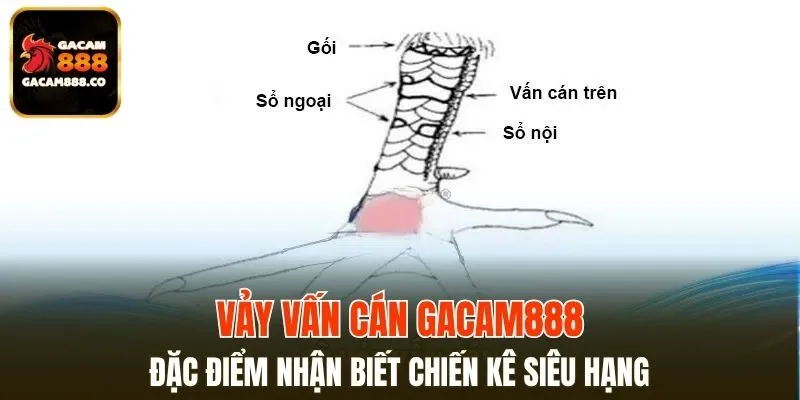 Vảy Vấn Cán